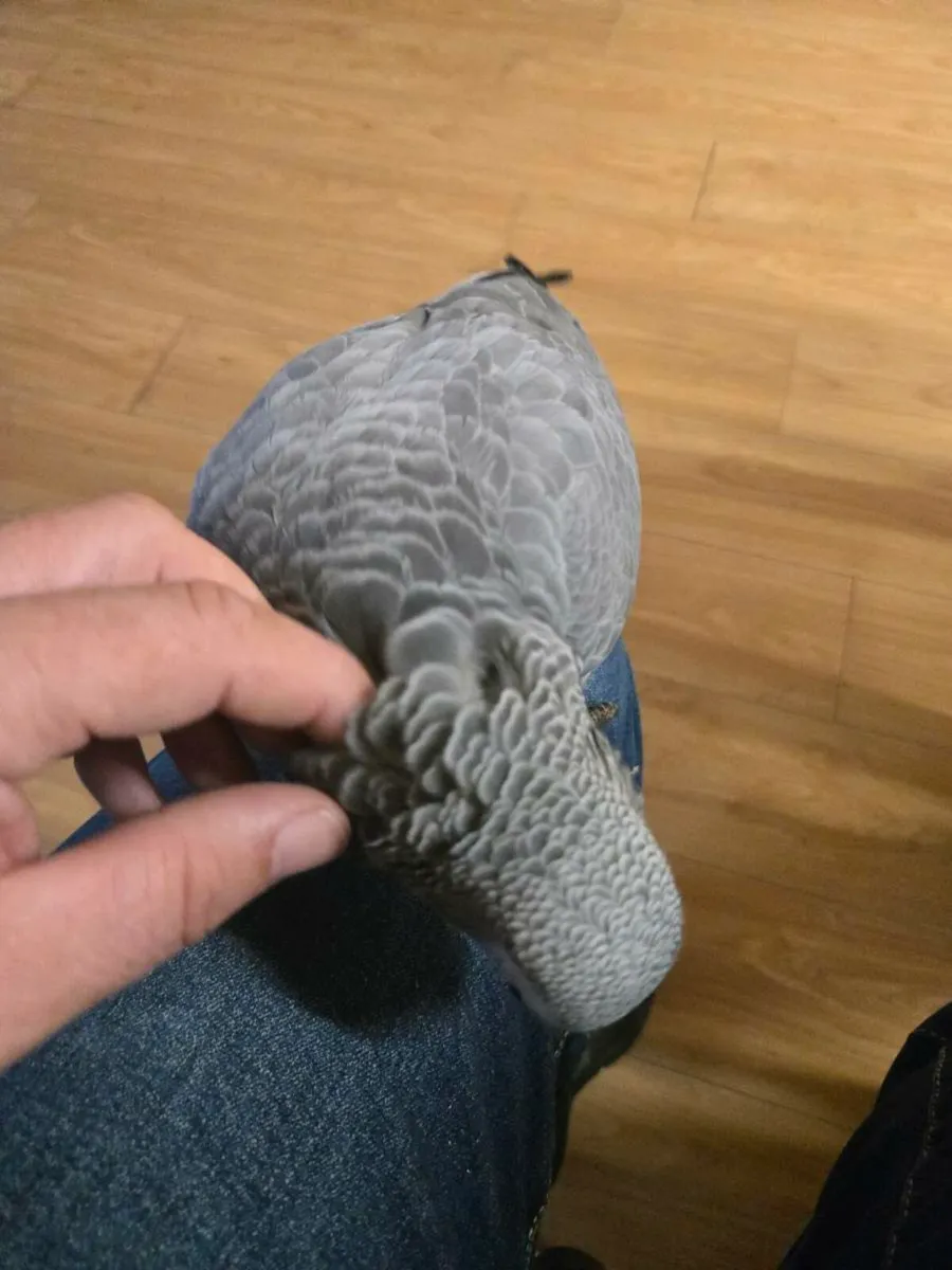 African Gray - Image 3
