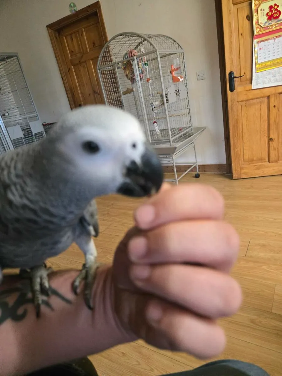 African Gray - Image 4