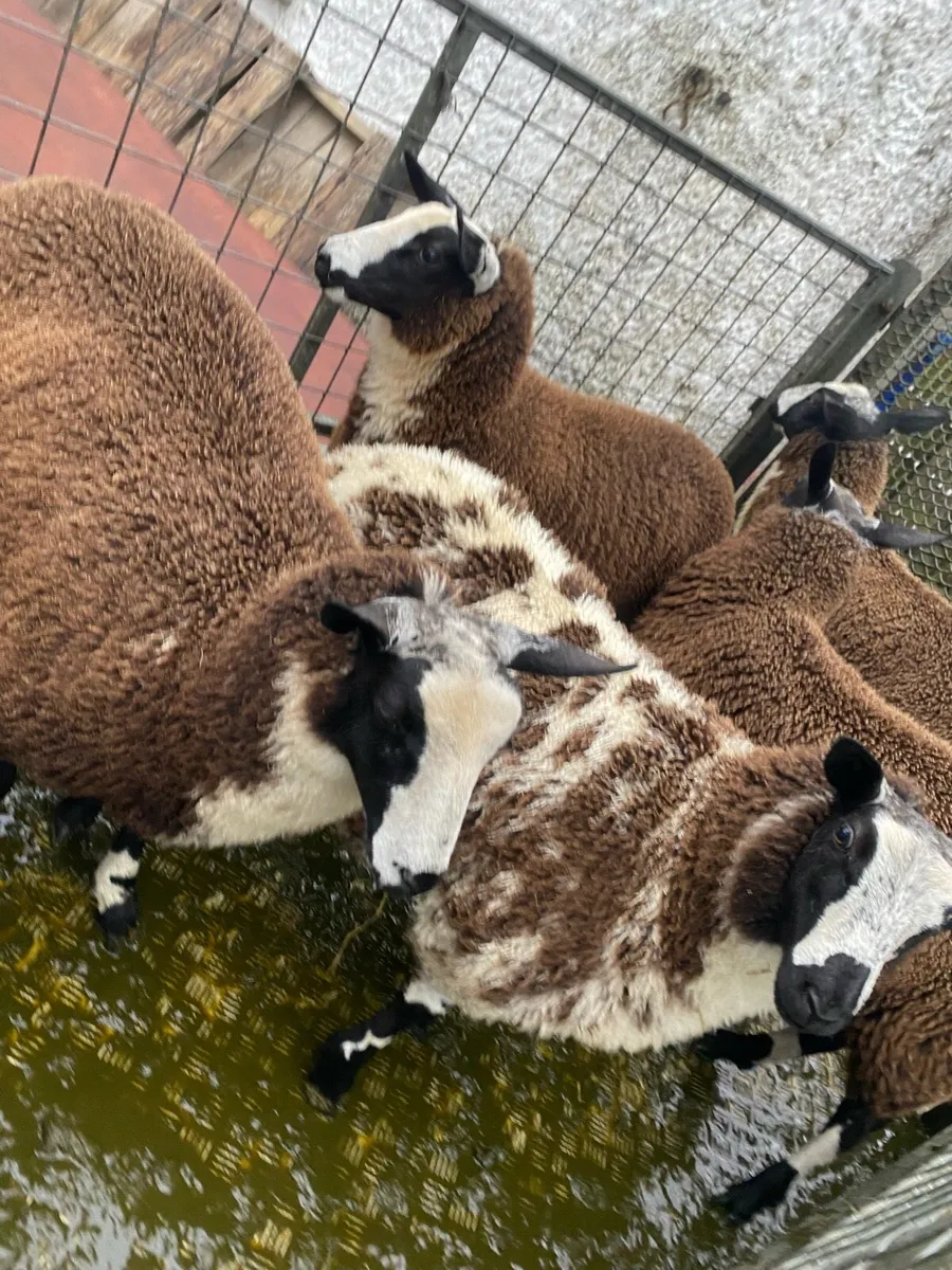 Dutch spotted cross lamb - Image 2