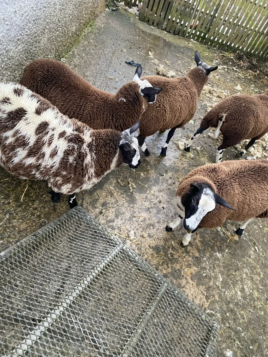Dutch spotted cross lamb - Image 3