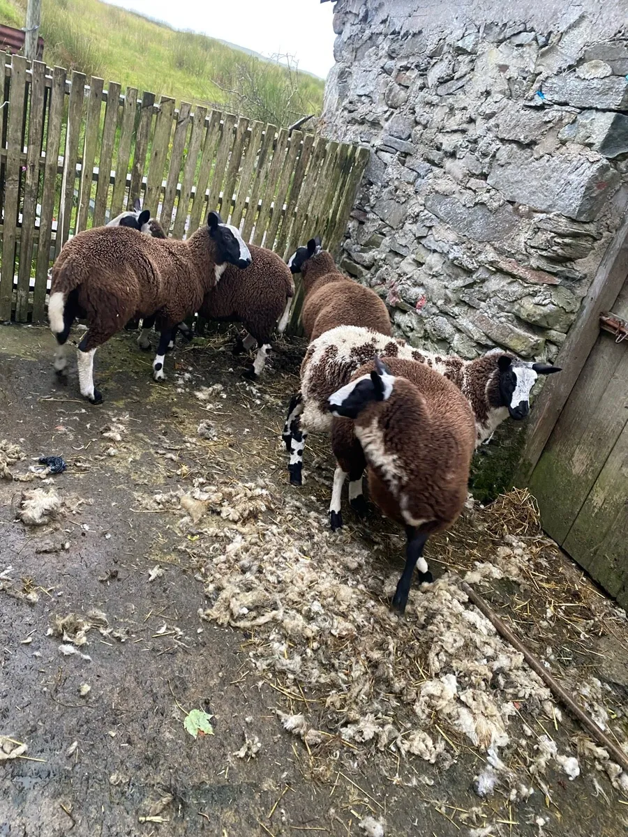 Dutch spotted cross lamb - Image 4