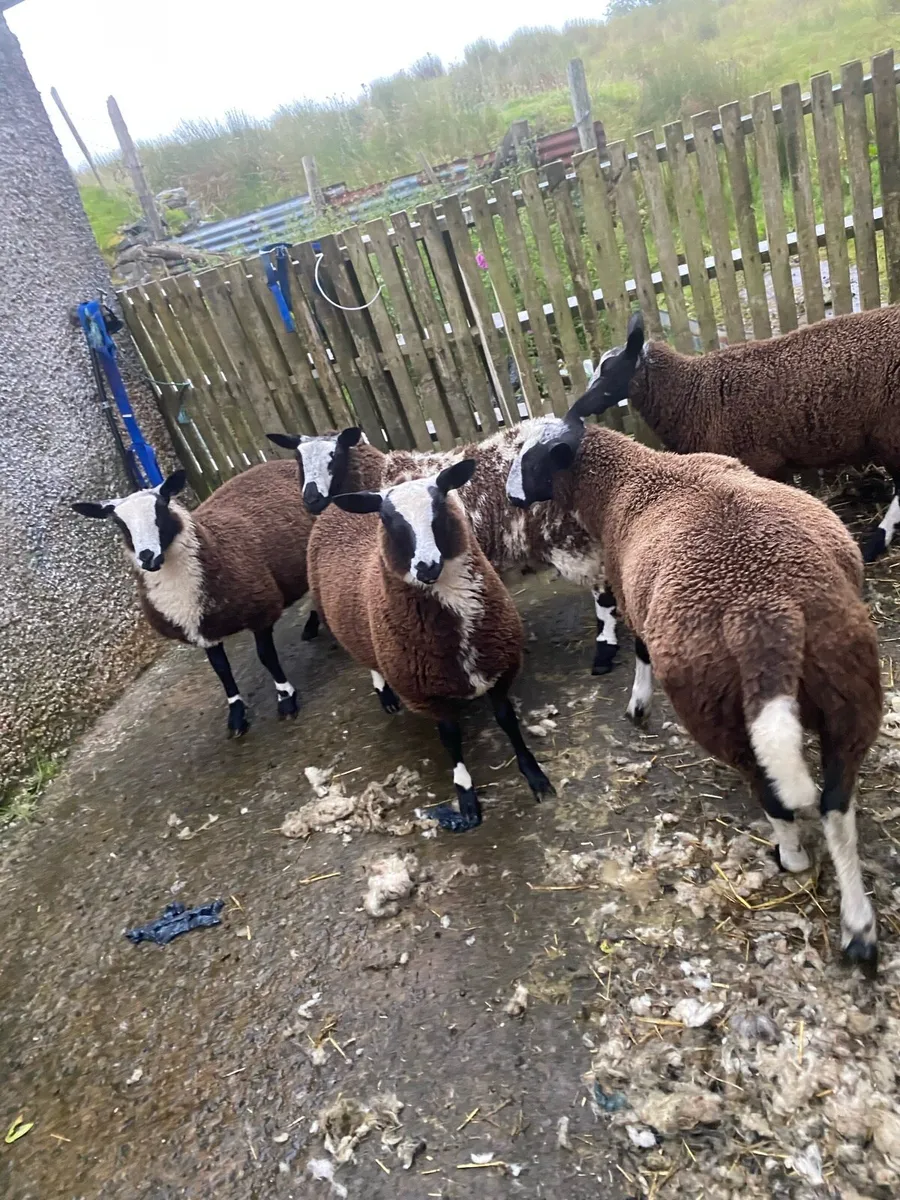 Dutch spotted cross lamb - Image 1