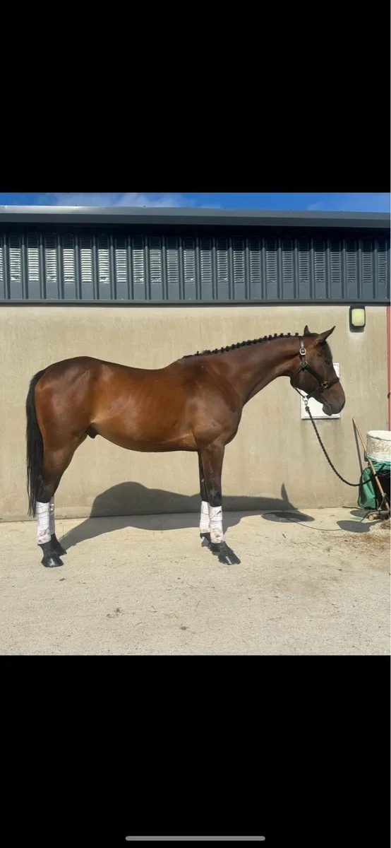 Archie 16.1h 5 year old ISH - Image 1