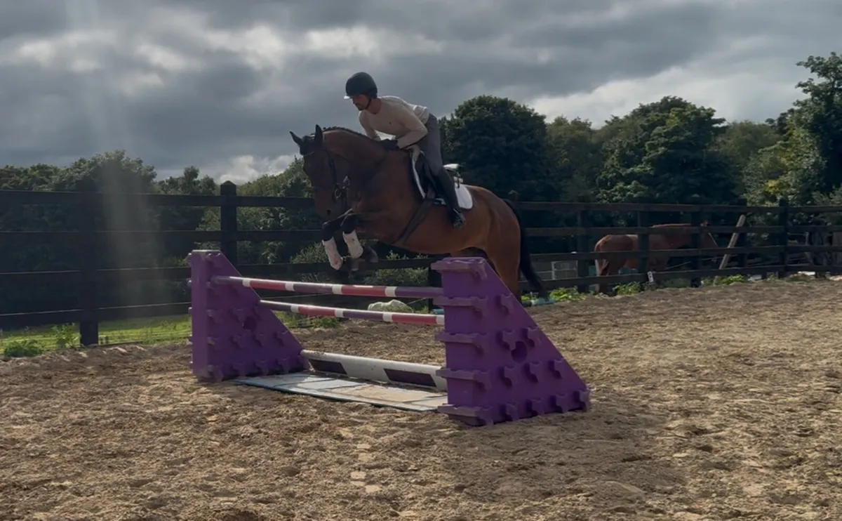 Archie 16.1h 5 year old ISH - Image 3