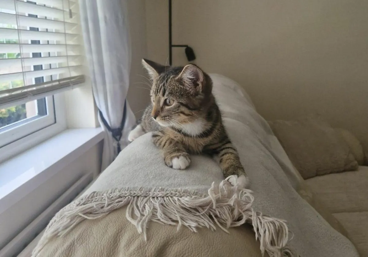 Kitten - Image 3