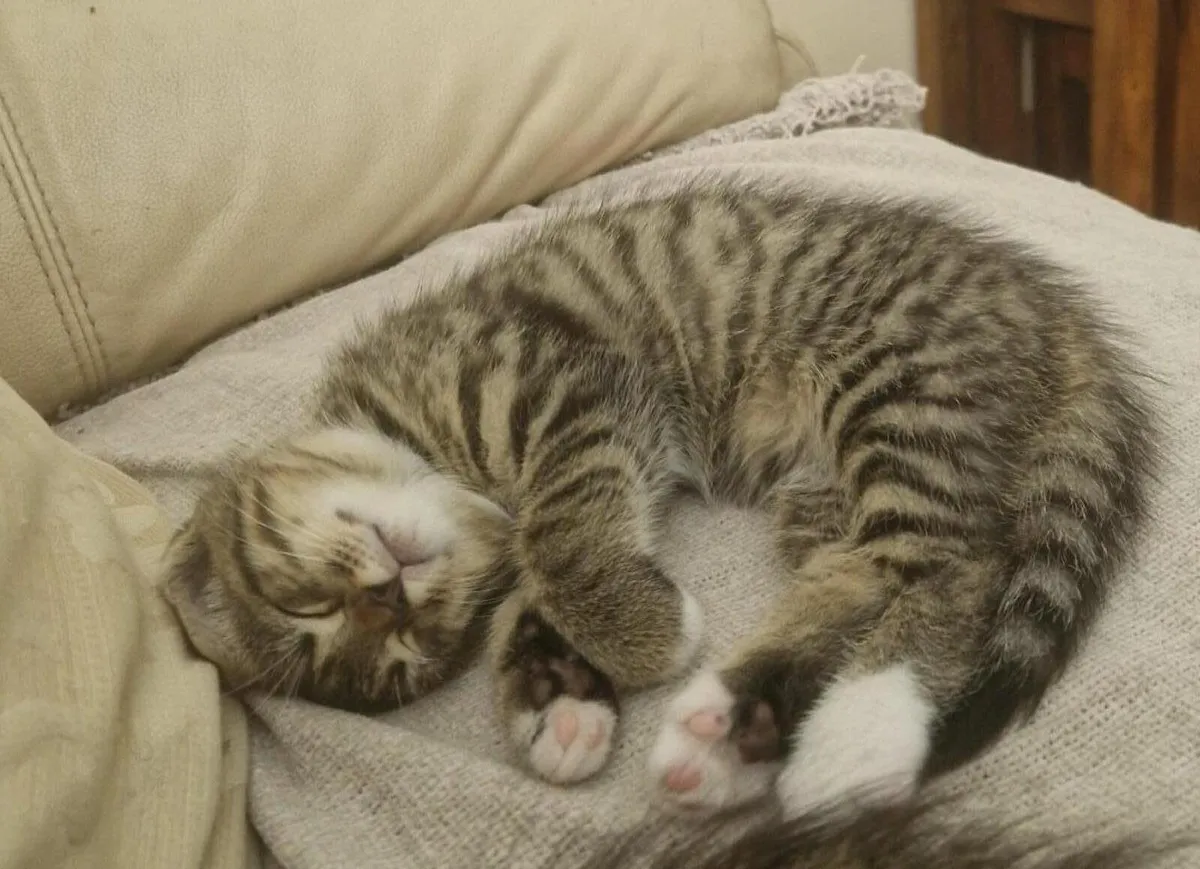 Kitten - Image 2