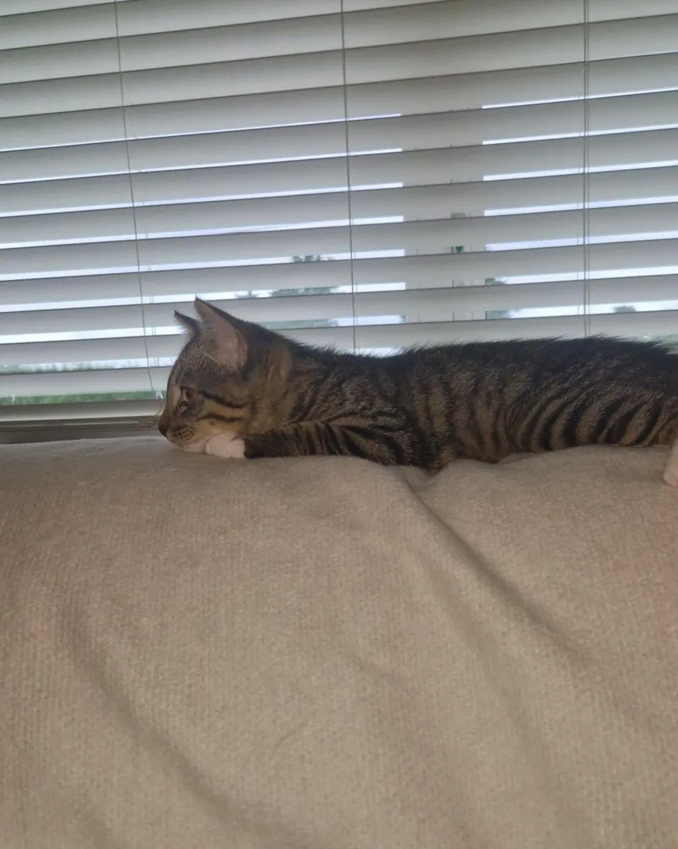 Kitten - Image 4