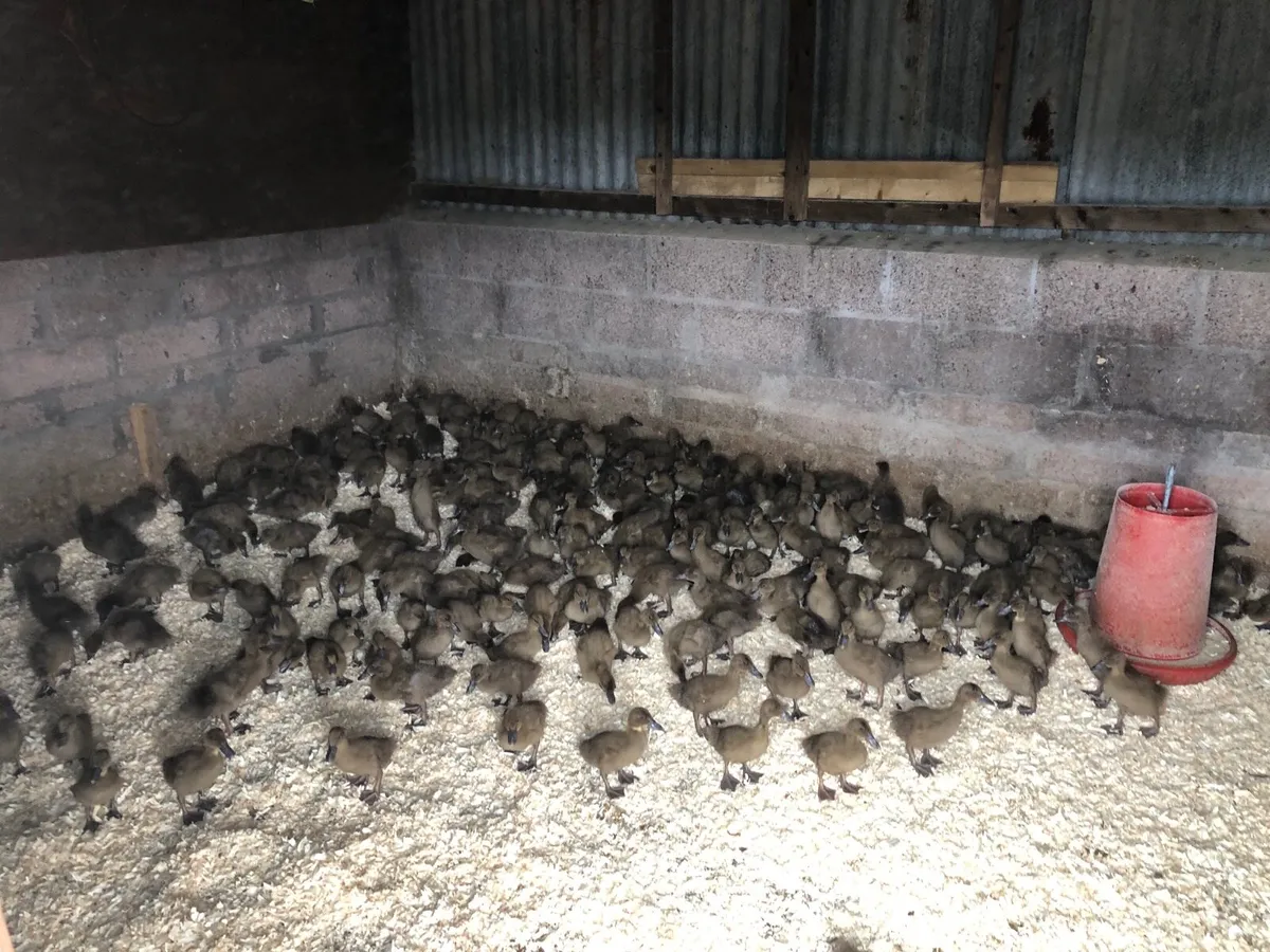 Ducklings ,goslings - Image 1
