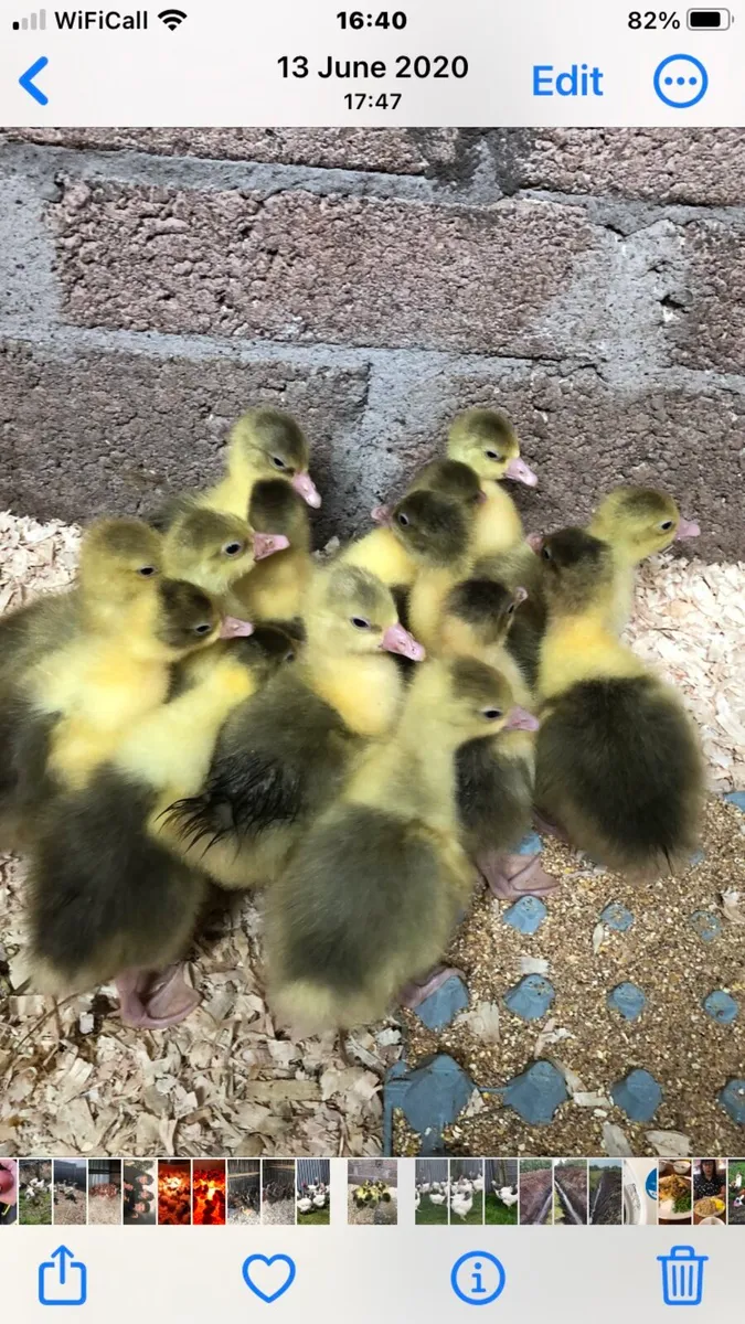 Ducklings ,goslings - Image 2