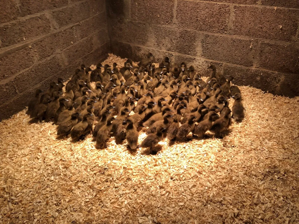 Ducklings ,goslings - Image 3