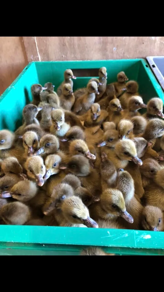 Ducklings ,goslings - Image 4