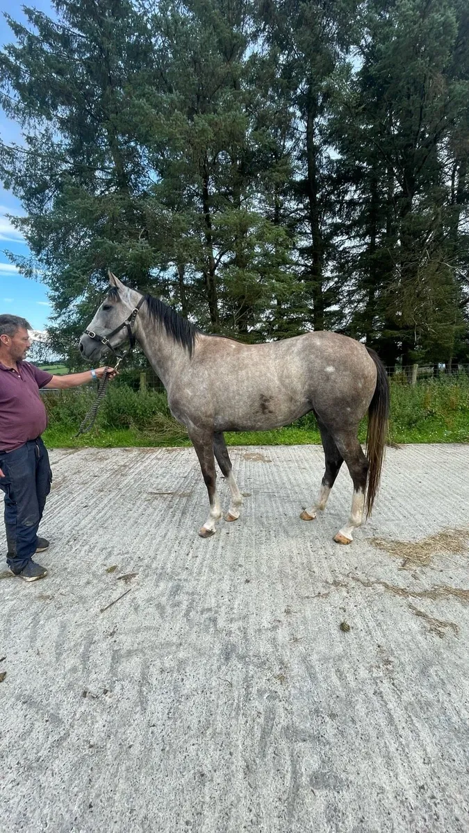 3yo NH Thoroughbred - Image 2