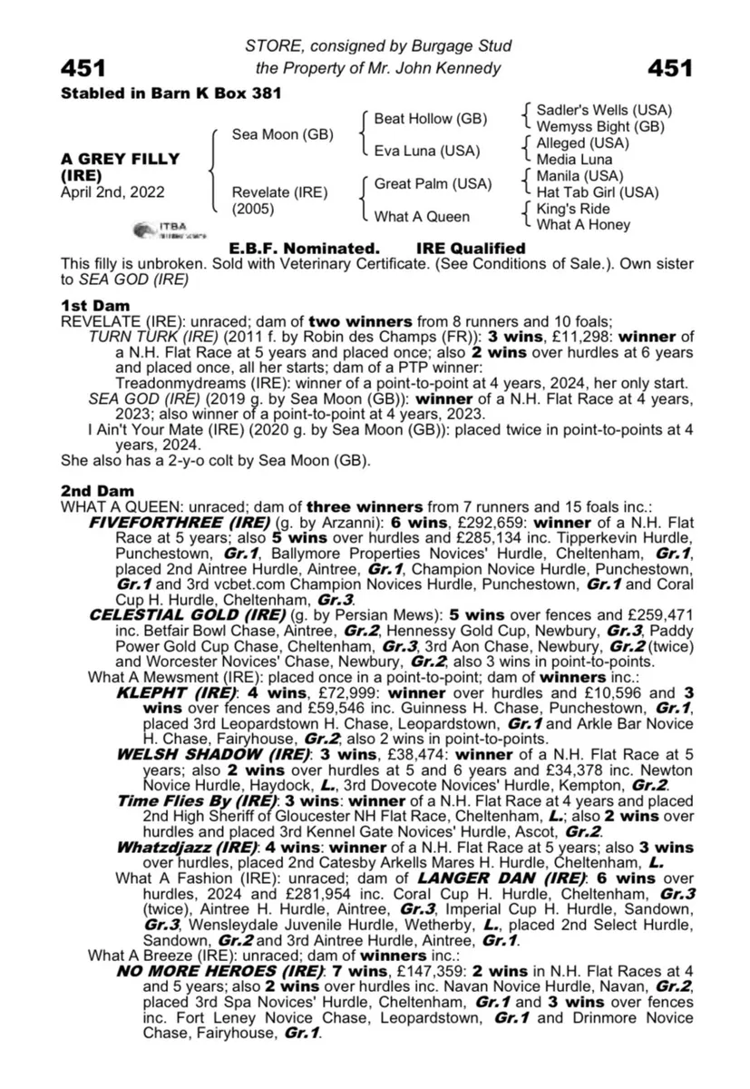 3yo NH Thoroughbred - Image 3