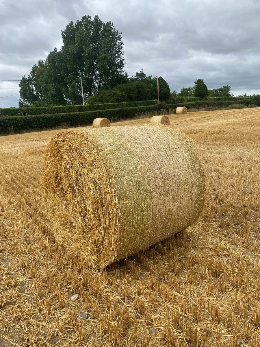 4x4 Golden Rye straw