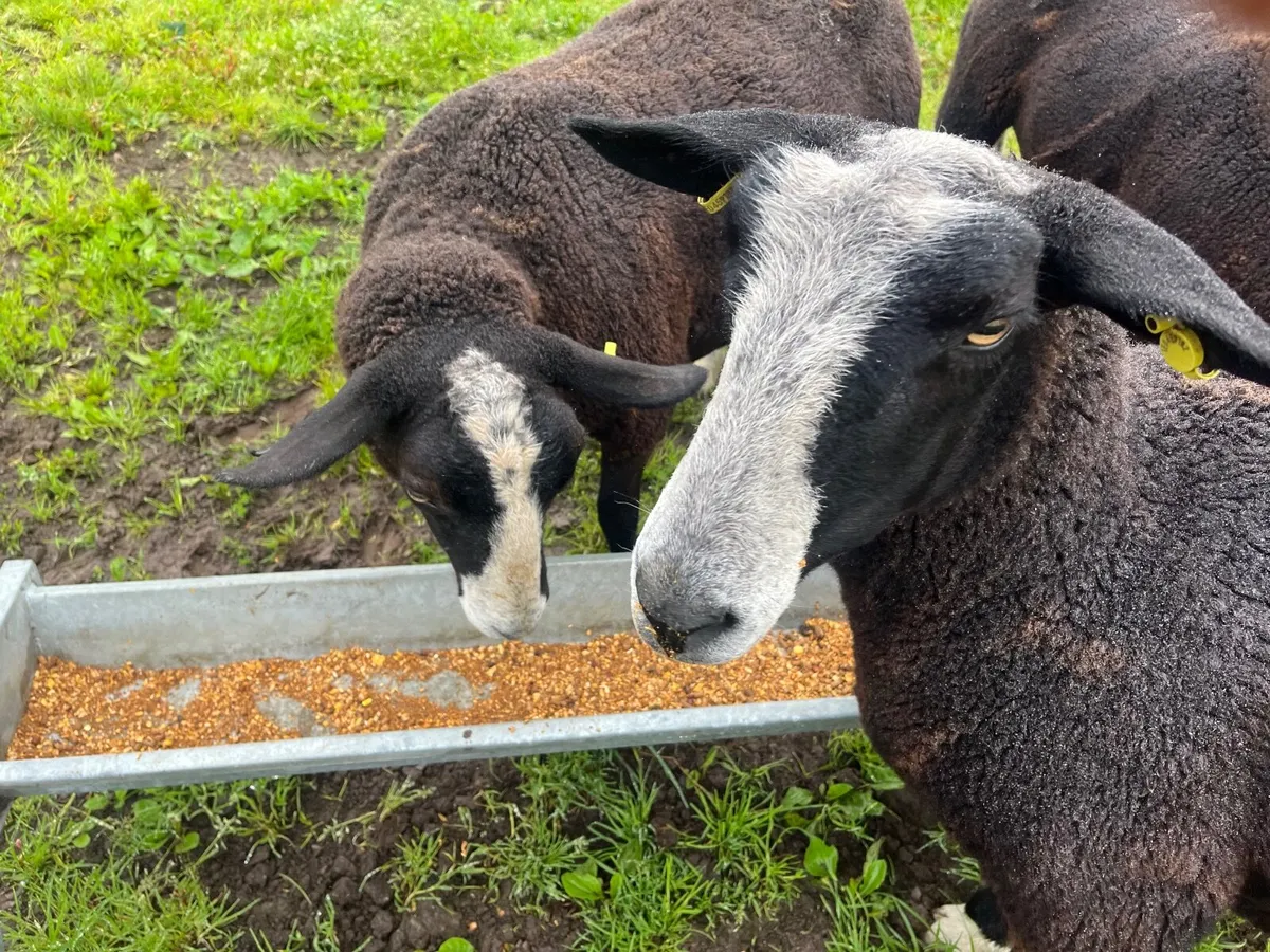 sheep - Image 1