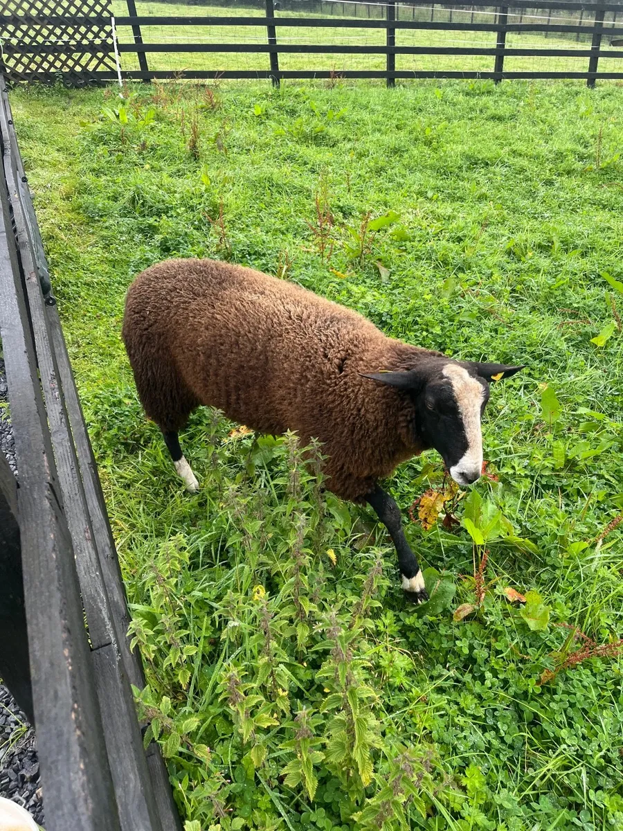 sheep - Image 2
