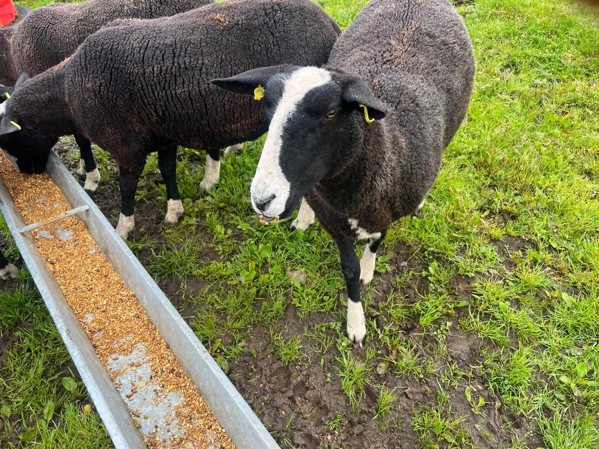 sheep - Image 3