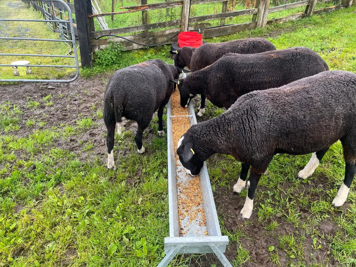 sheep - Image 4