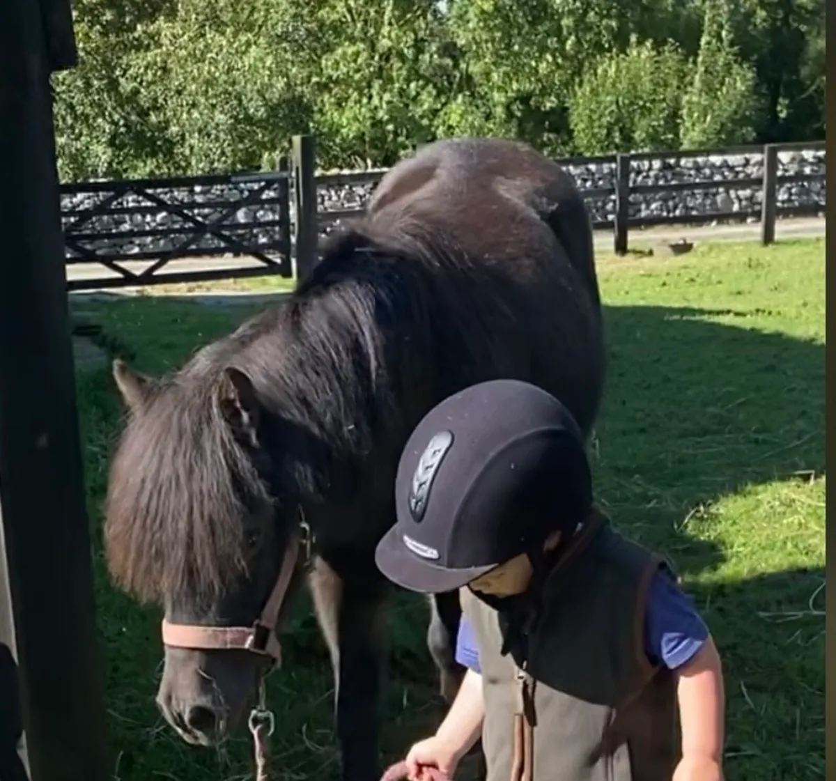 CHILD-FRIENDLY PET MINI SHETLAND 😍 - Image 2
