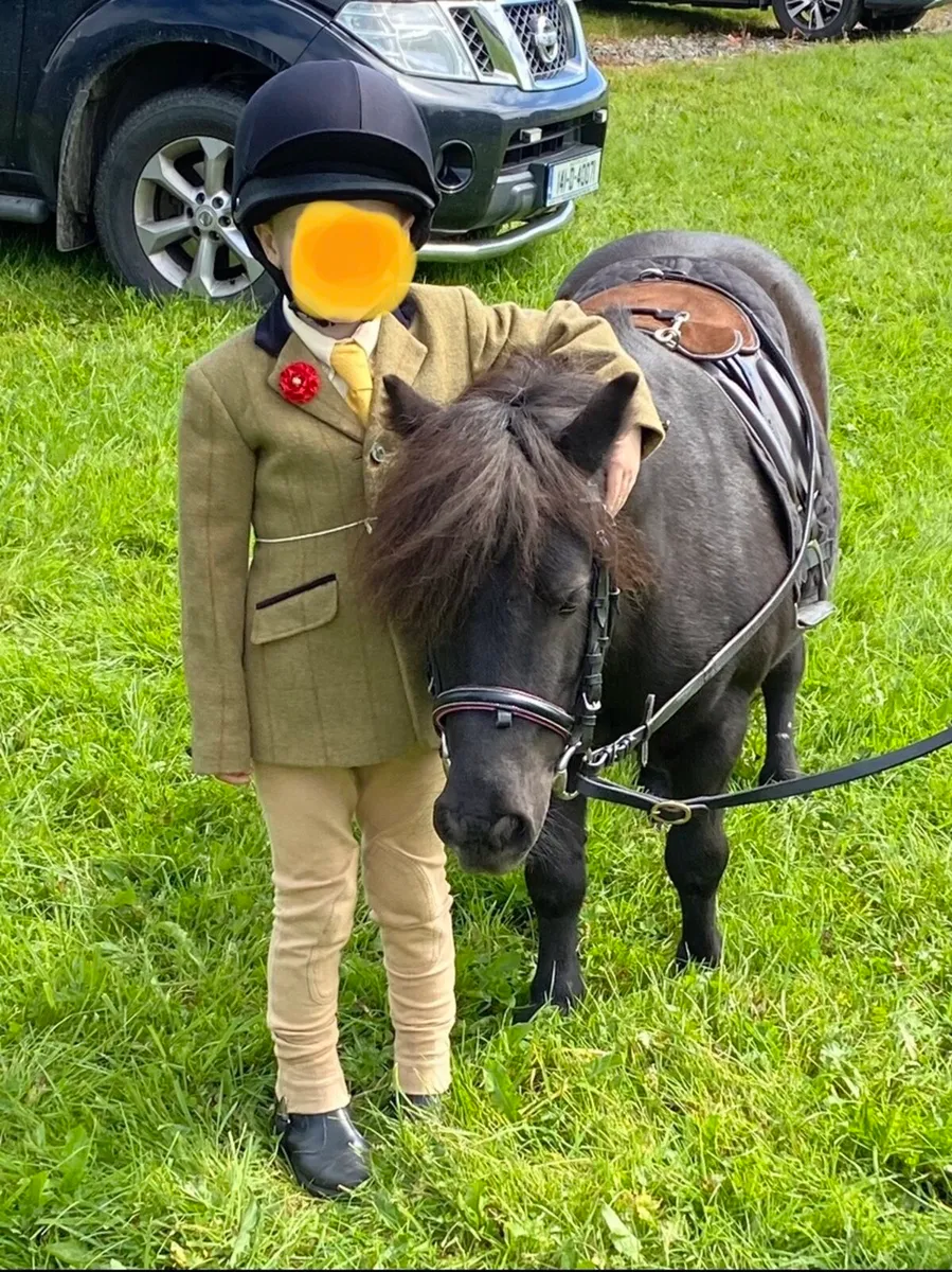 CHILD-FRIENDLY PET MINI SHETLAND 😍 - Image 1
