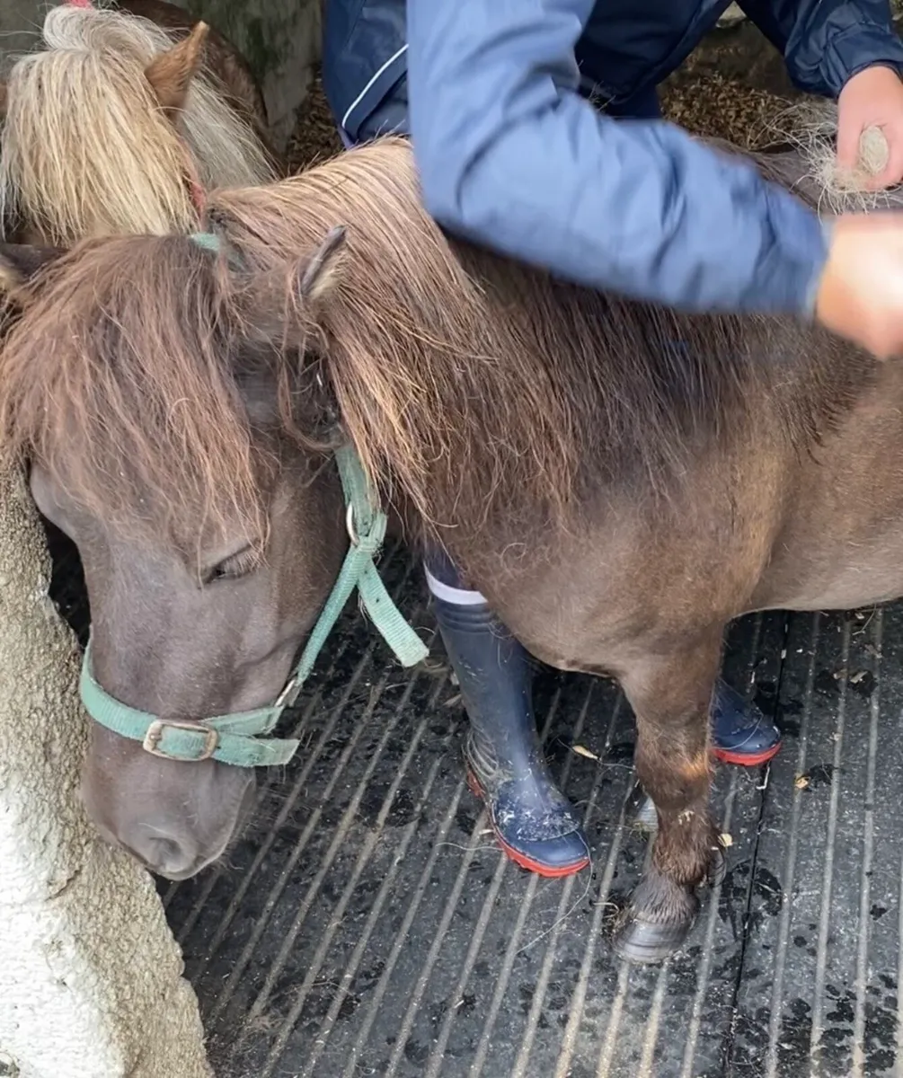 CHILD-FRIENDLY PET MINI SHETLAND 😍 - Image 3