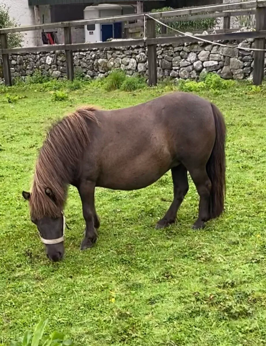 CHILD-FRIENDLY PET MINI SHETLAND 😍 - Image 4