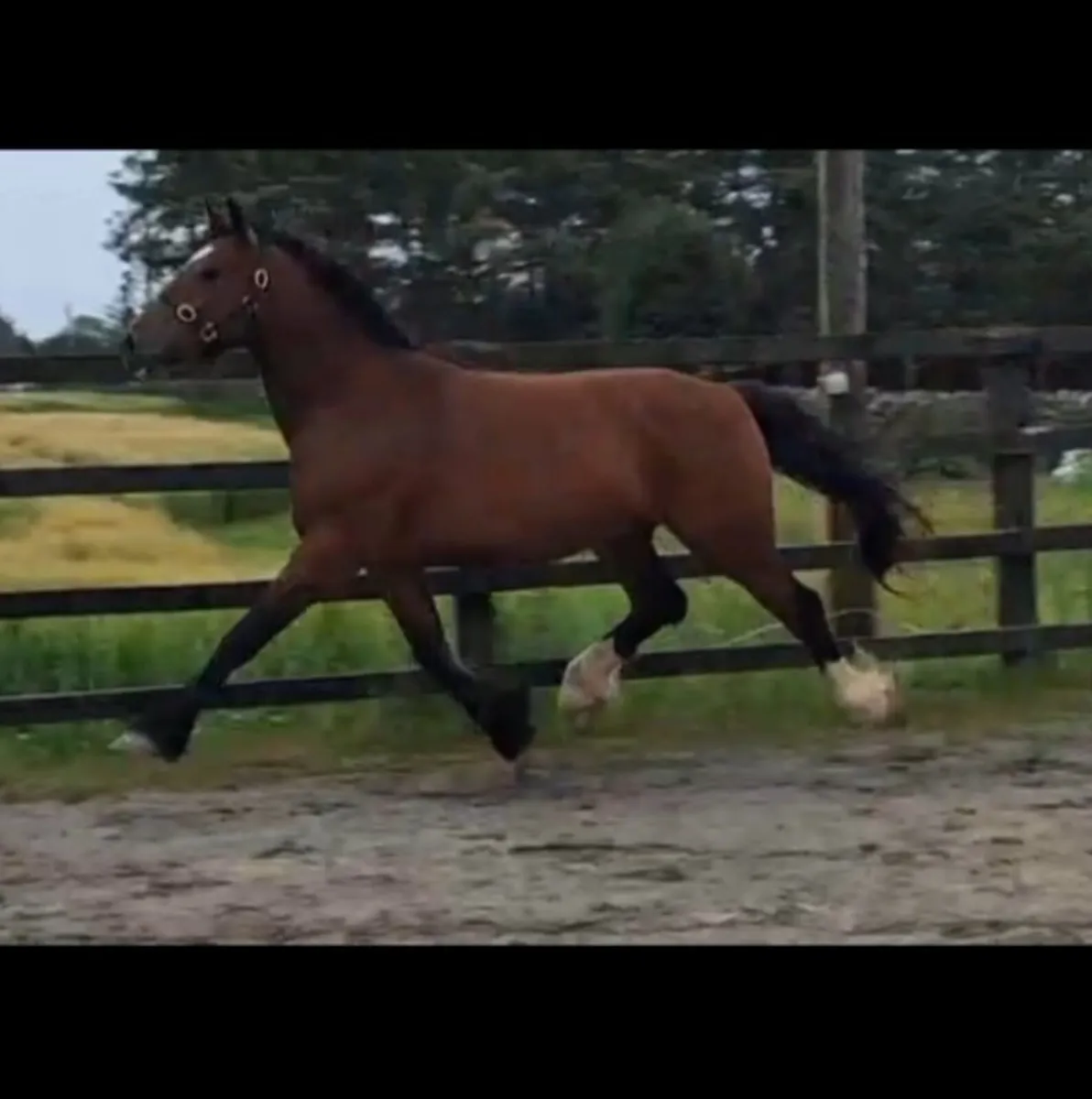 15.2 Gelding - Image 2