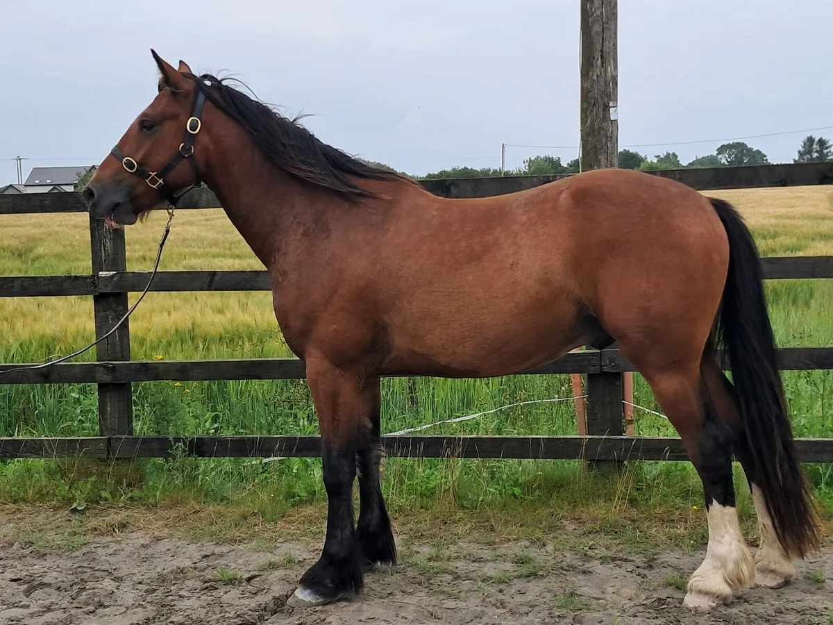 15.2 Gelding - Image 1