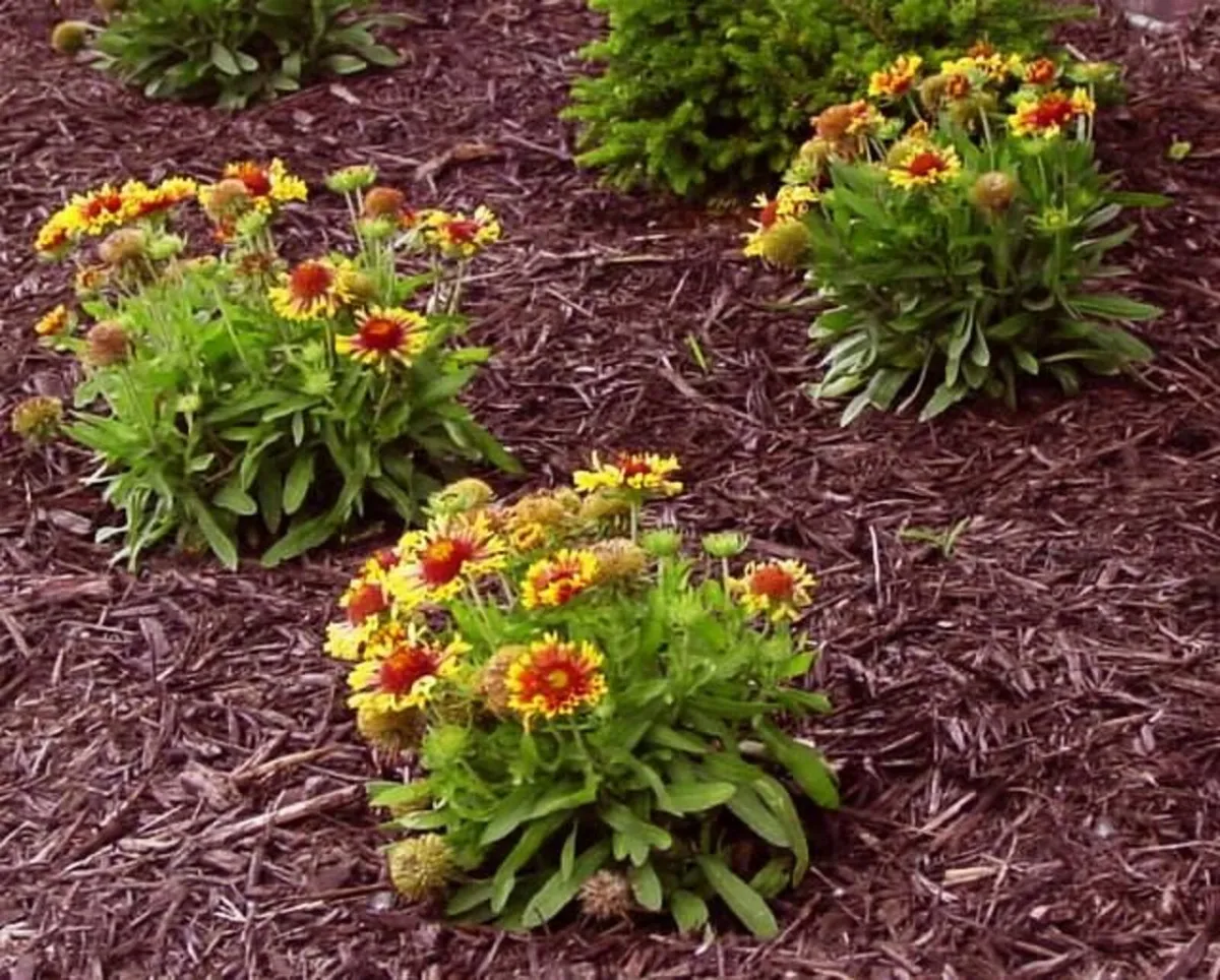 Garden Mulch - Image 1