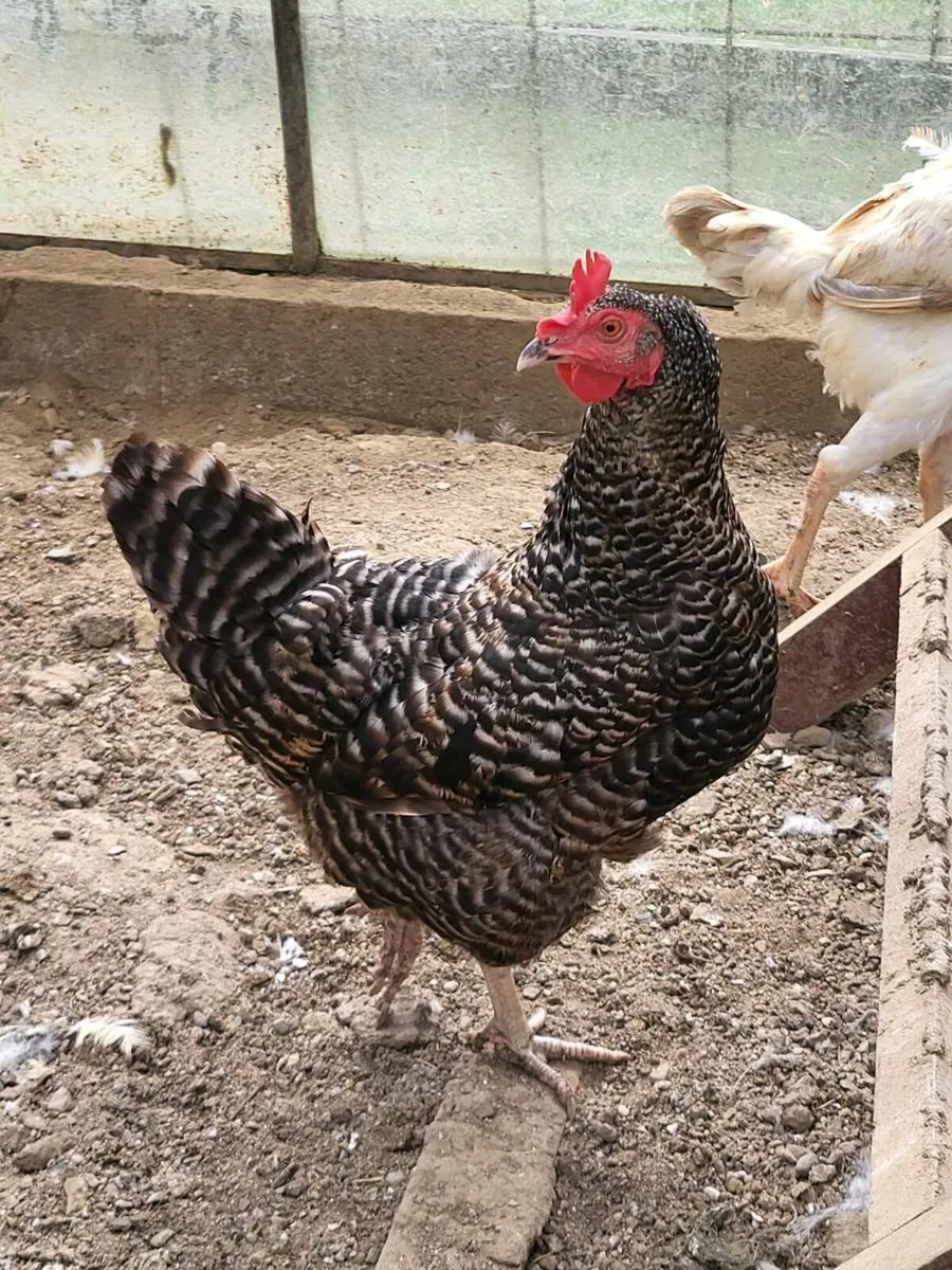 Laying hens - Image 1