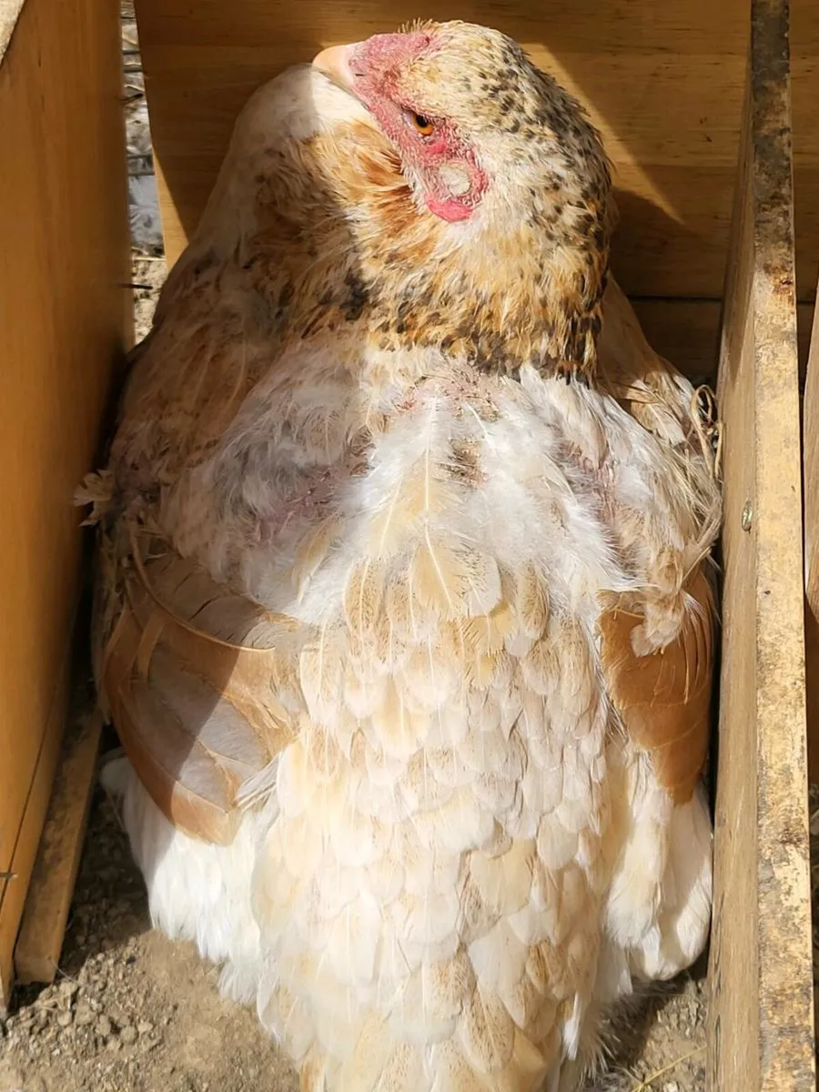 Laying hens - Image 2