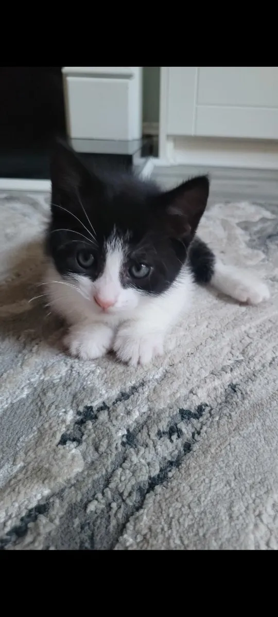 Kittens - Image 1