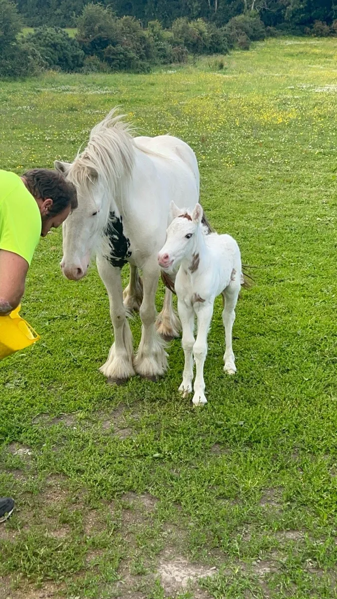 Mare and foal - Image 1