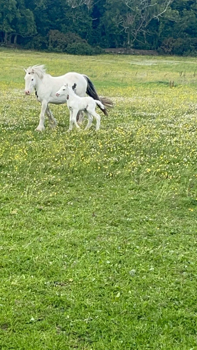 Mare and foal - Image 2