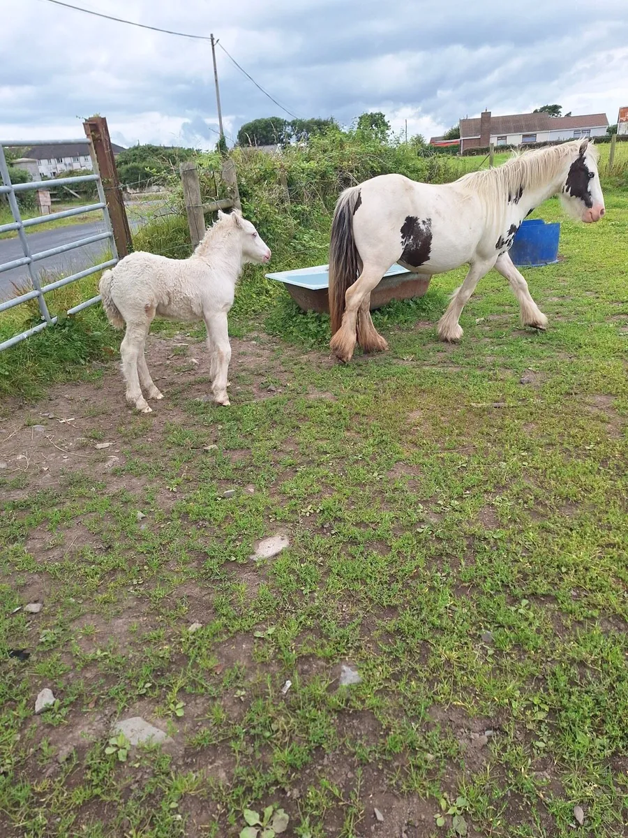 Mare and foal - Image 4