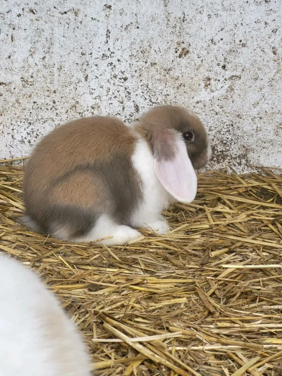 Mini loop rabbits - Image 1
