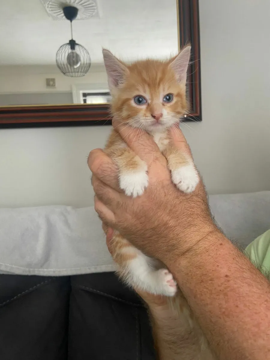 Kittens - Image 2