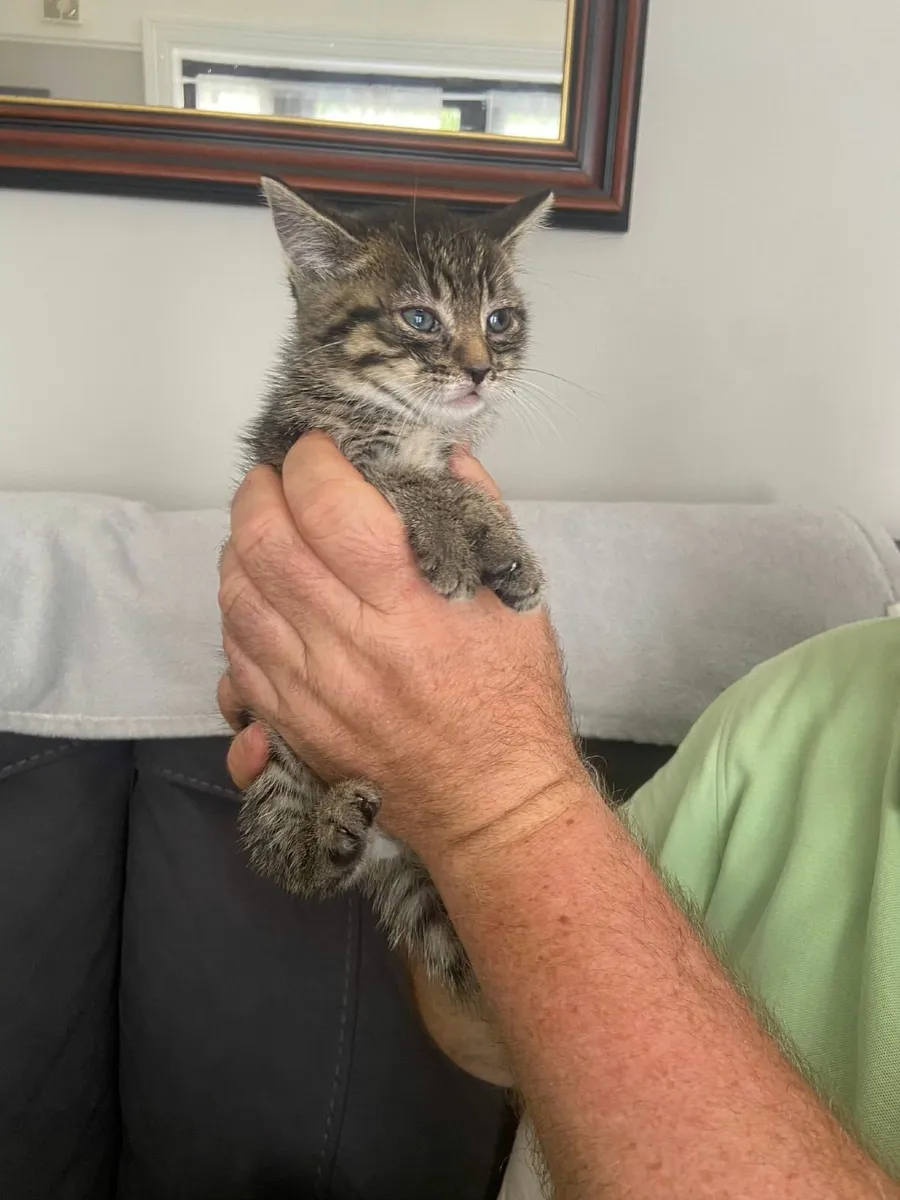 Kittens - Image 3
