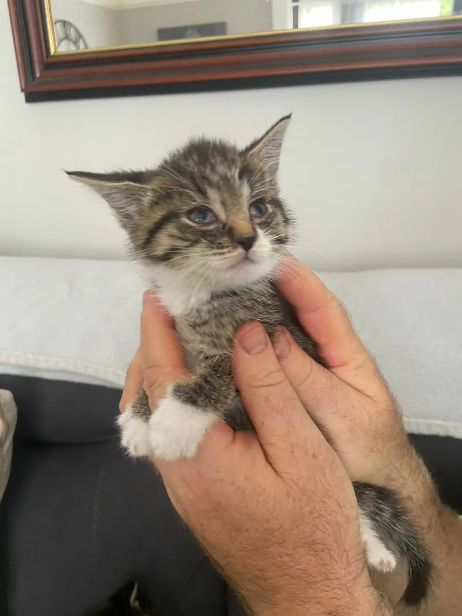 Kittens - Image 4