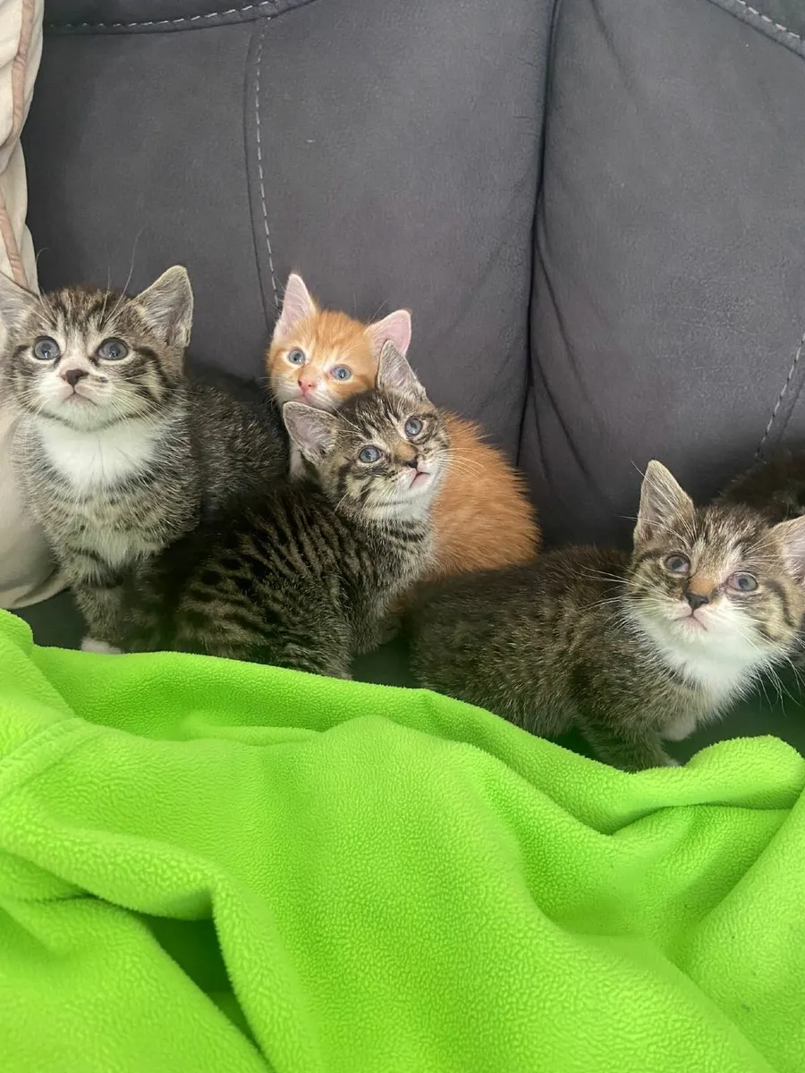 Kittens - Image 1