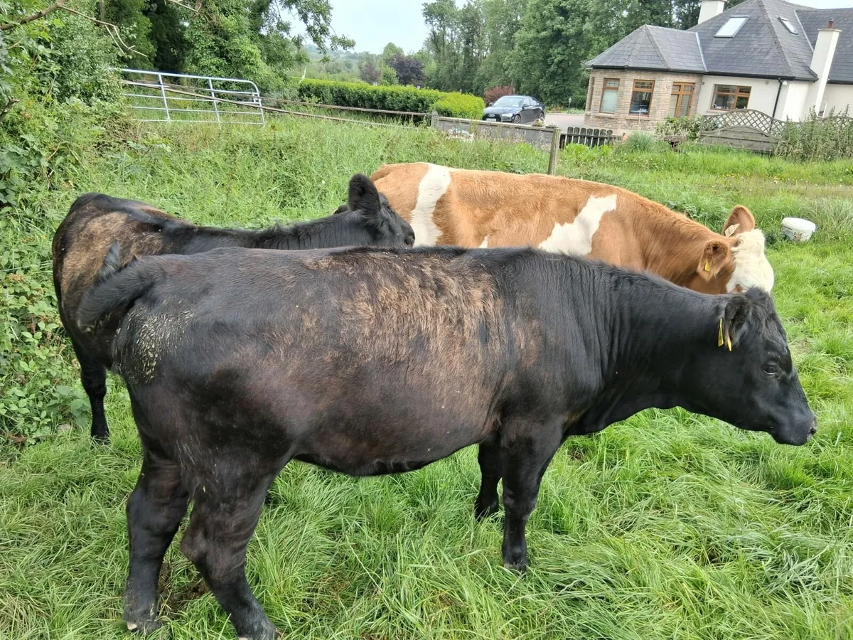 2 x Pedigree Angus Heifers , 14 months old - Image 2