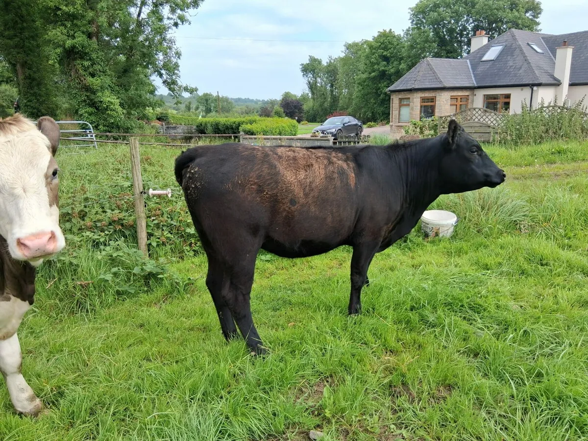 2 x Pedigree Angus Heifers , 14 months old - Image 3