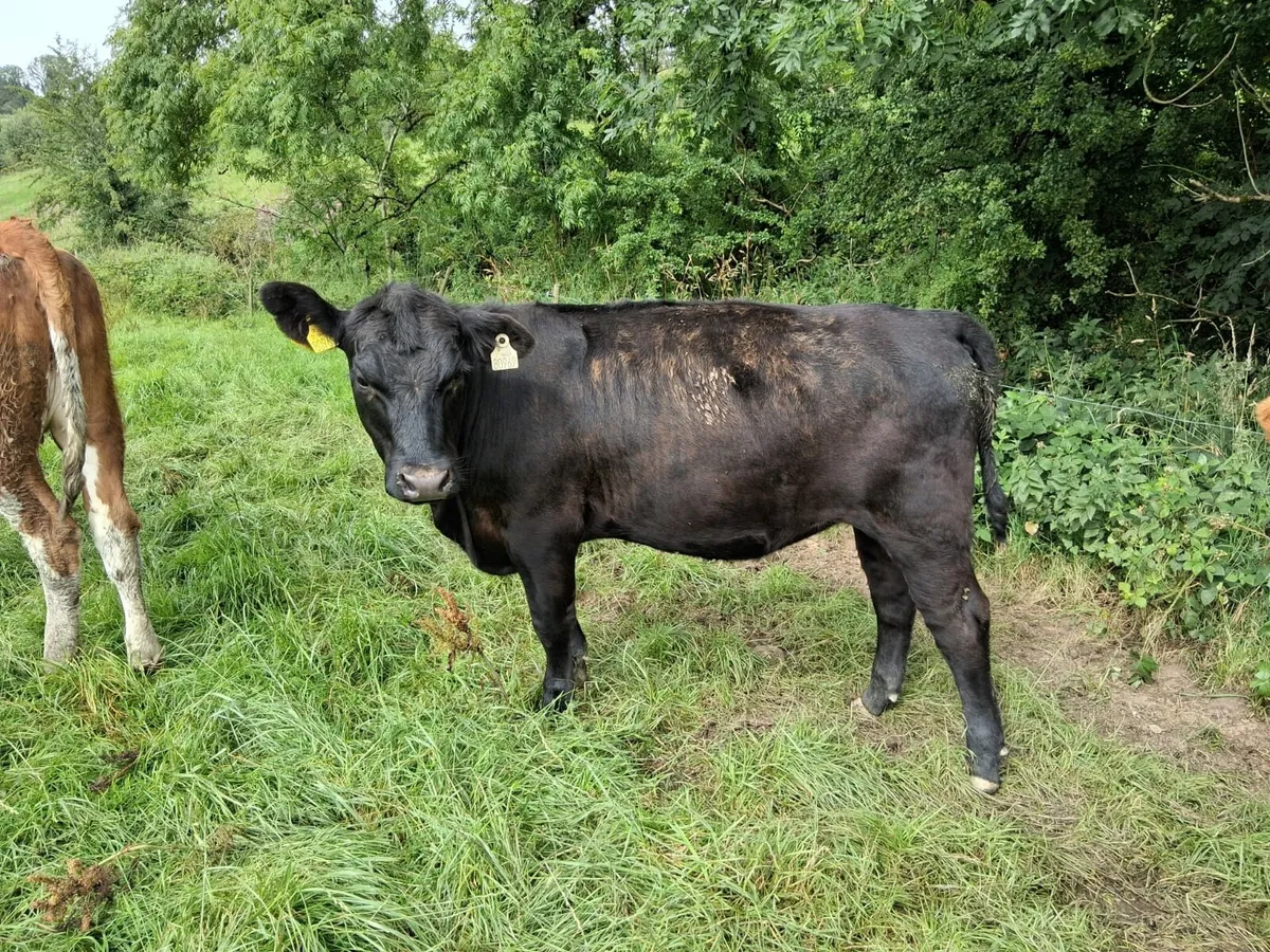 2 x Pedigree Angus Heifers , 14 months old - Image 4