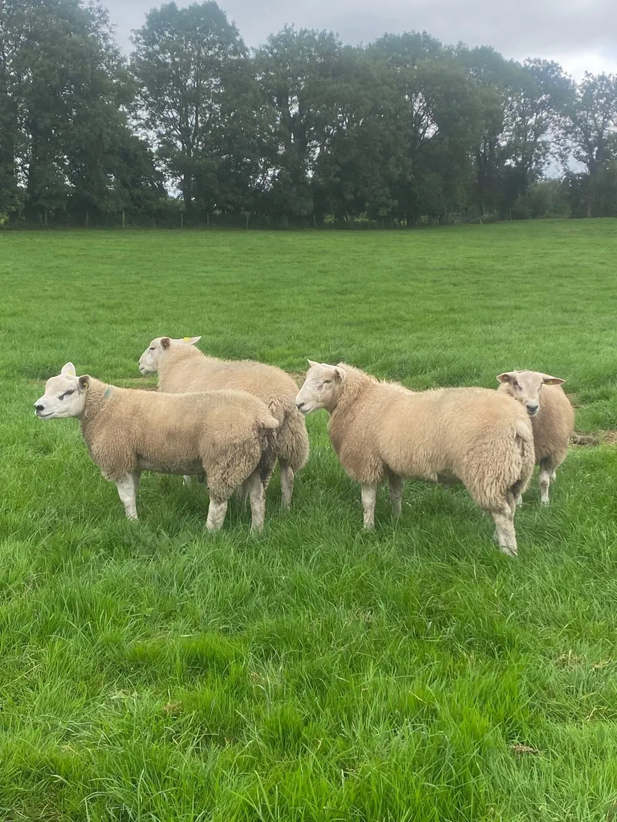 SIS- Pedigree Texel & Belclare rams - Image 1