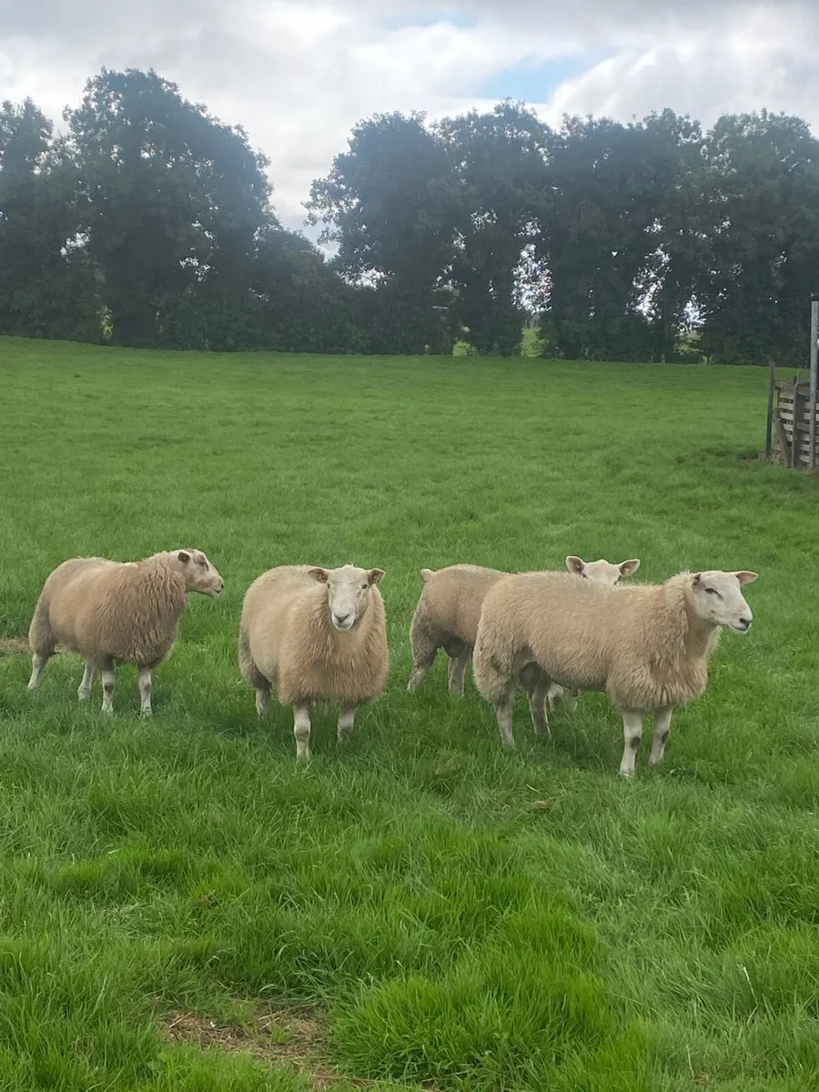 SIS- Pedigree Texel & Belclare rams - Image 2