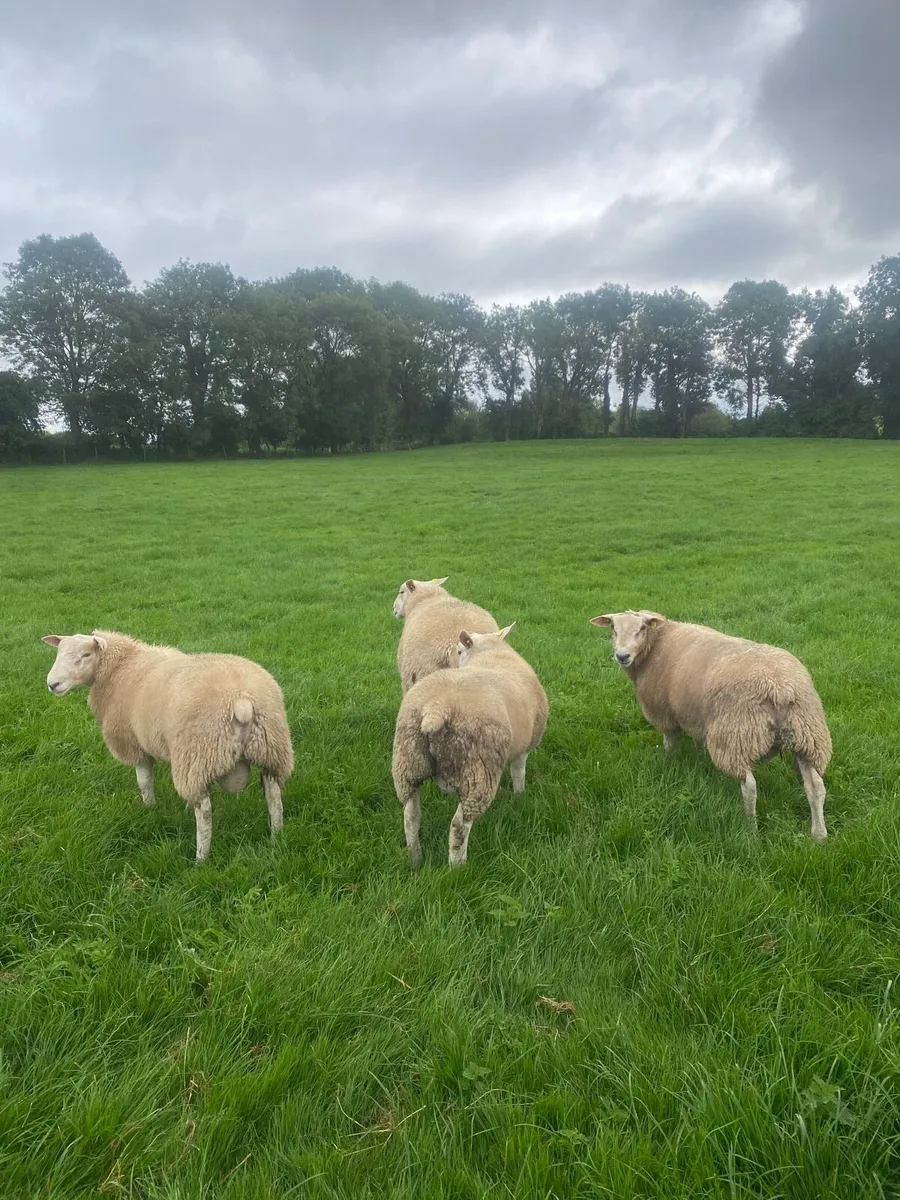 SIS- Pedigree Texel & Belclare rams - Image 3