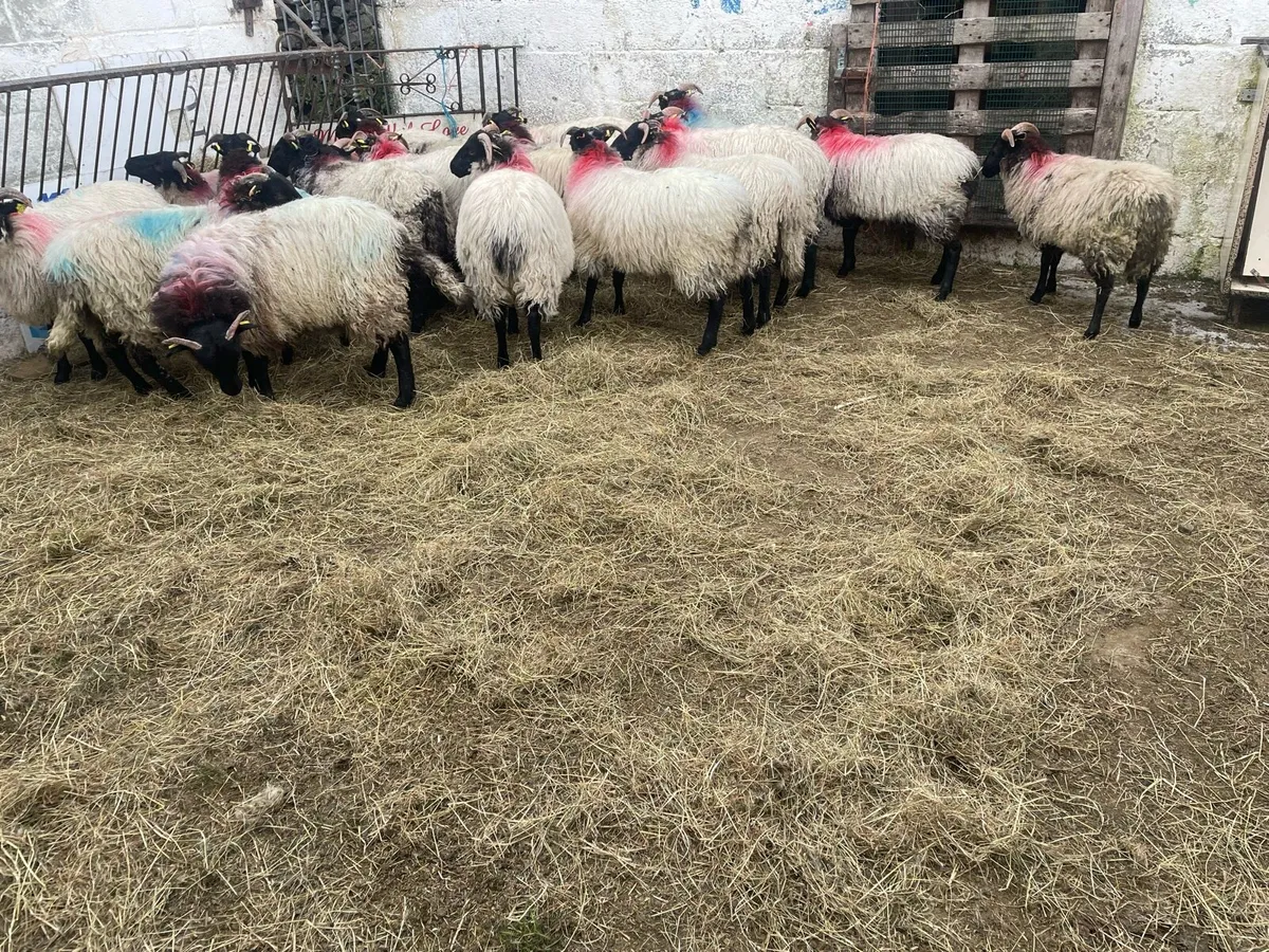 Black faced mountain ewe lambs - Image 1