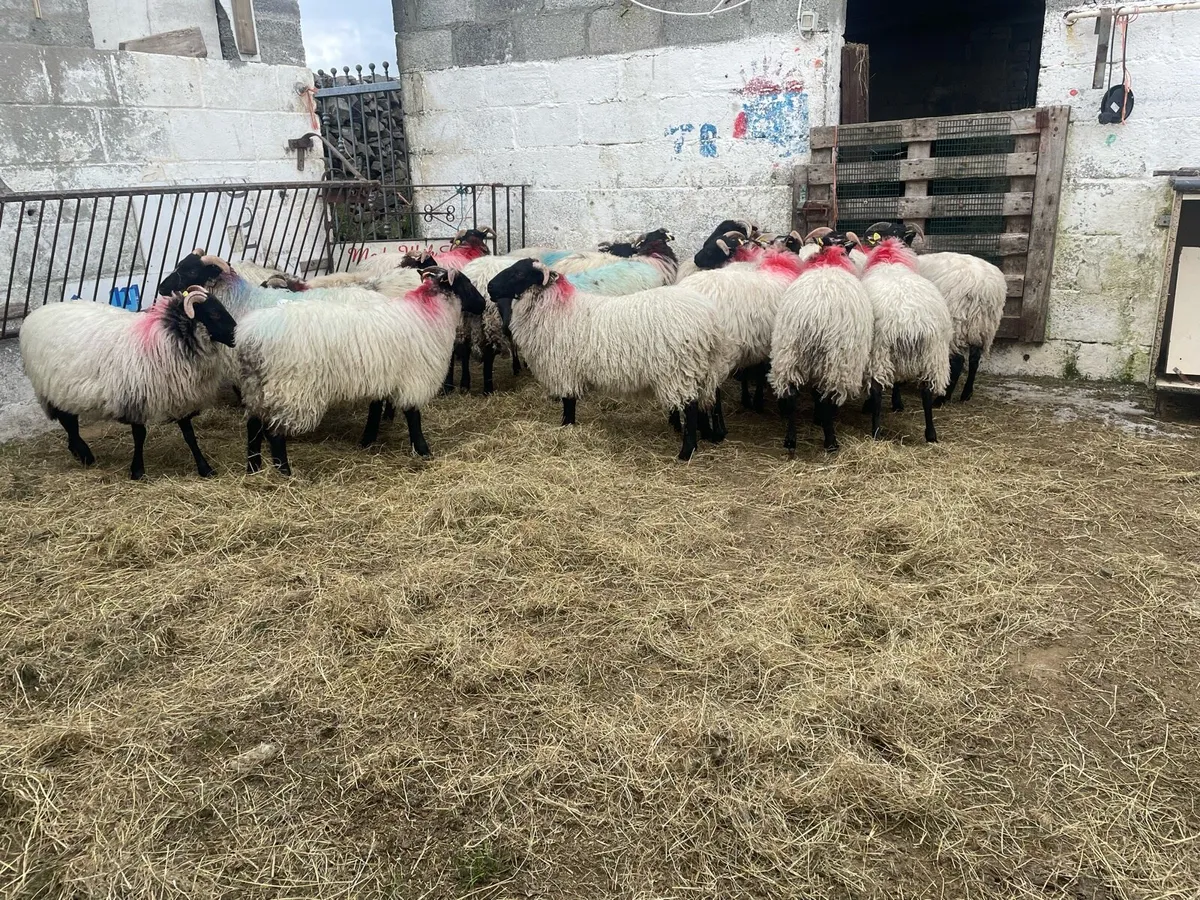 Black faced mountain ewe lambs - Image 2