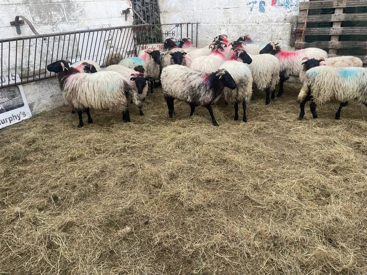 Black faced mountain ewe lambs - Image 3
