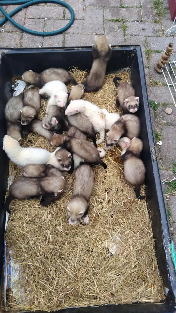 Ferrets - Image 1